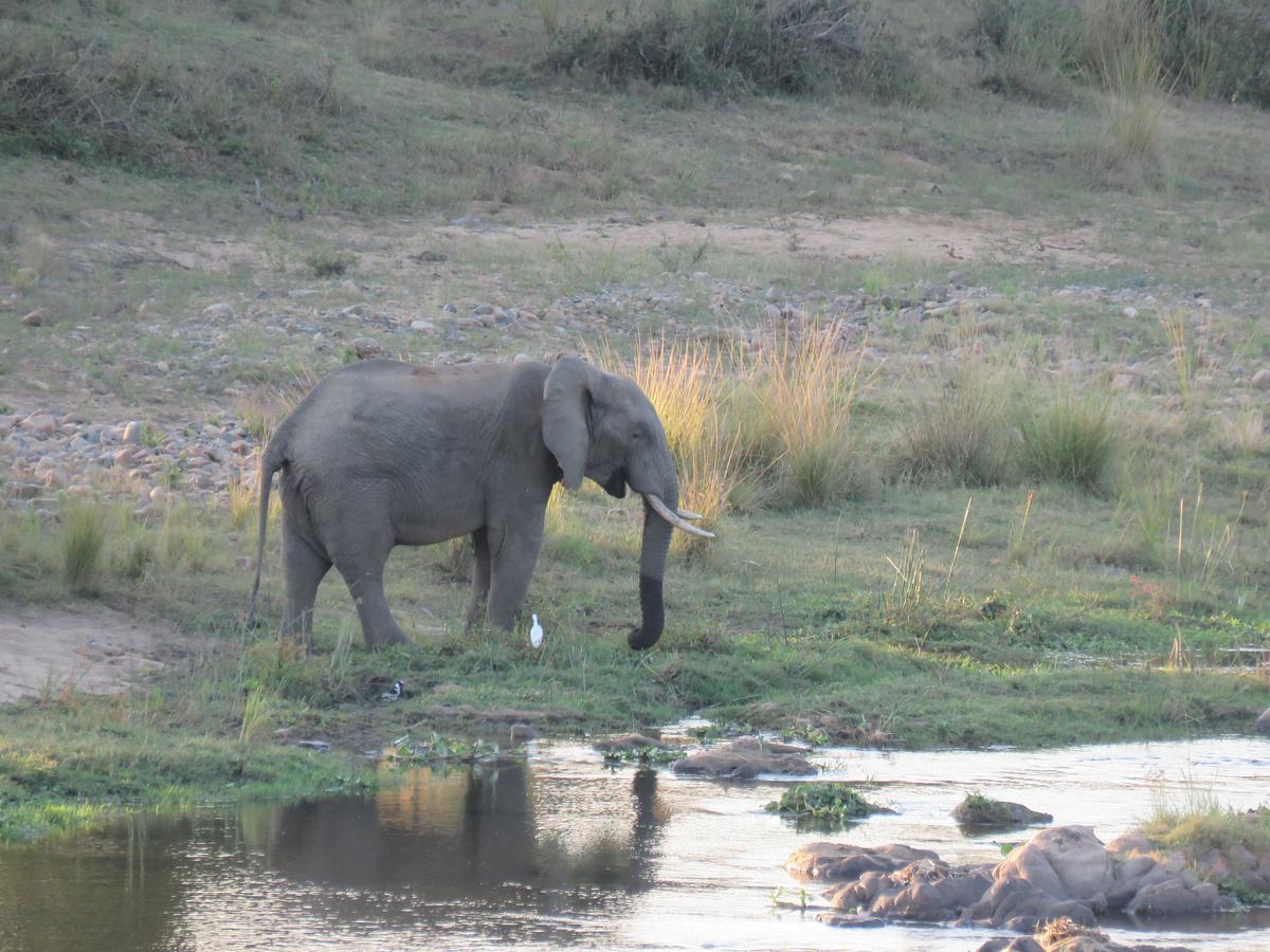 Villa Kruger View Tree House Marloth Park Esterno foto