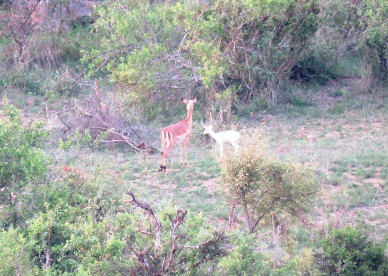 Villa Kruger View Tree House Marloth Park Esterno foto