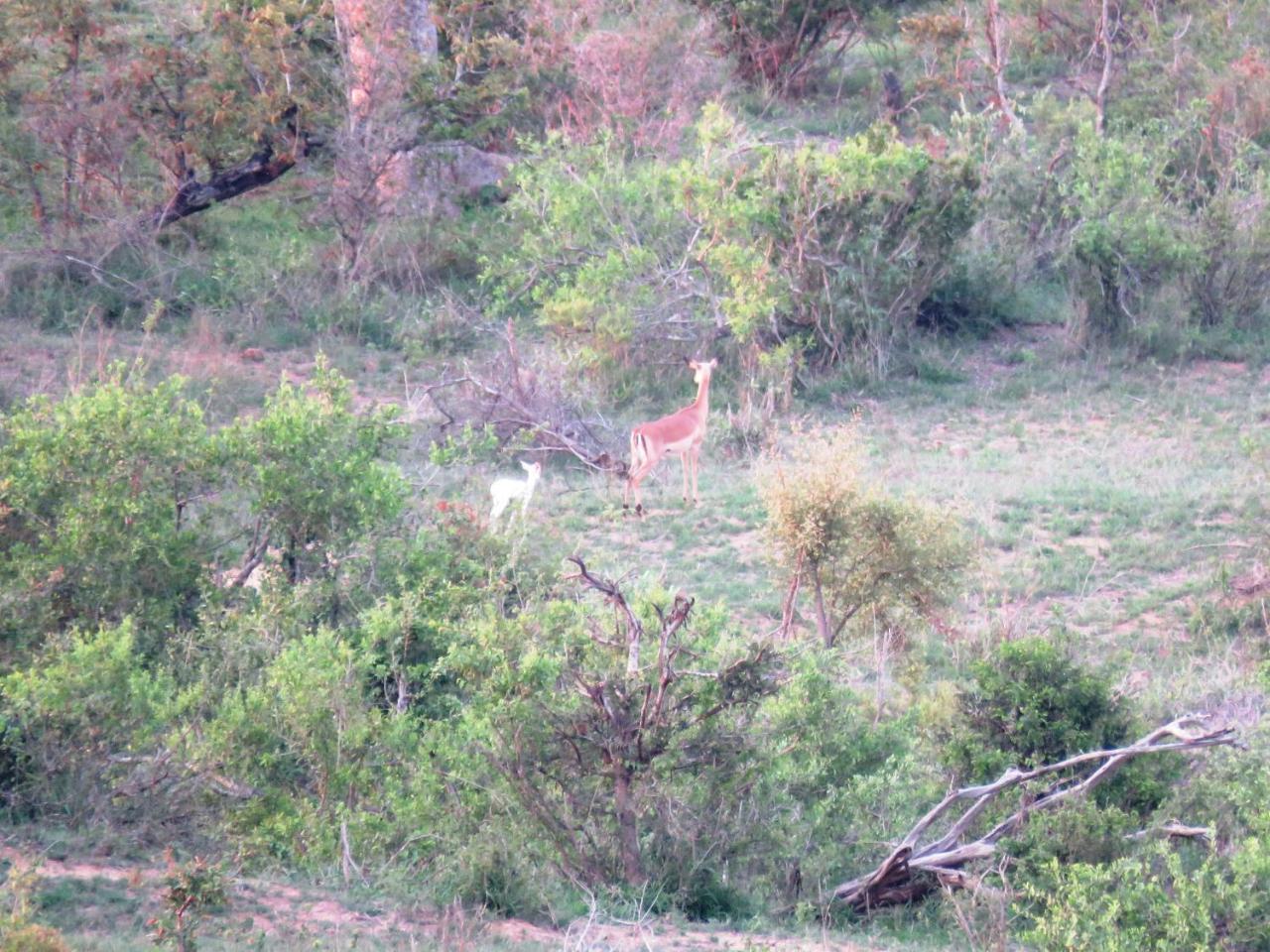Villa Kruger View Tree House Marloth Park Esterno foto